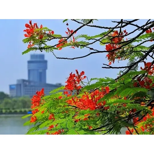 Cur Continens Regiae Poinciana Liners Maximize Landscape Success?