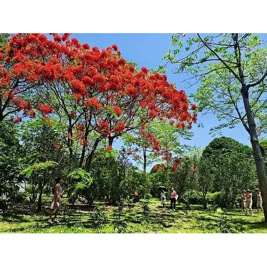 How Potted Royal Poinciana Trees Expand Market Reach for Plant Wholesalers? How Potted Royal Poinciana Trees Expand Market Reach for Plant Wholesalers?
