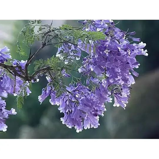 How Does a Jacaranda Tree Create Stunning Landscapes and Long-Lastting Beauty? How Does a Jacaranda Tree Create Stunning Landscapes and Long-Lastting Beauty?