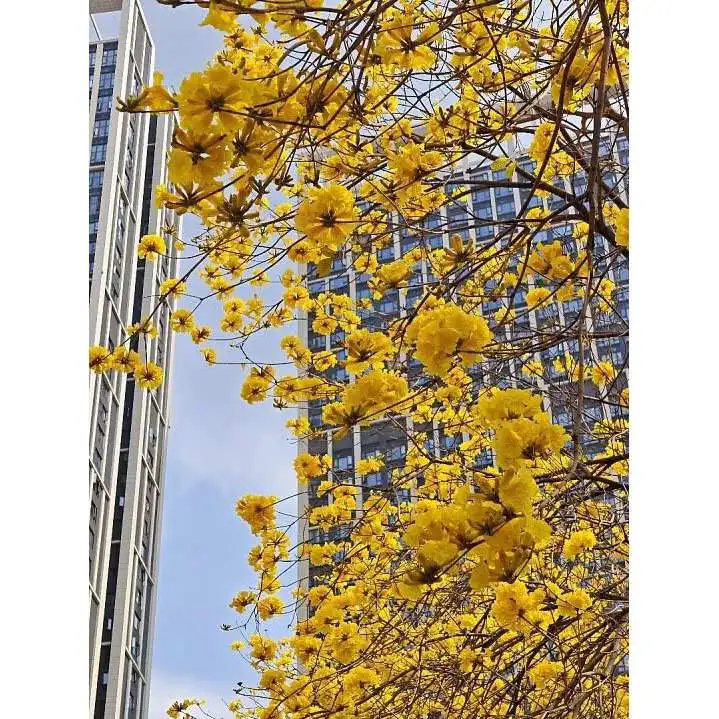 How Does Golden Trumpet tree Enhance Landscape Beauty and Environmental Value? How Does Golden Trumpet tree Enhance Landscape Beauty and Environmental Value?