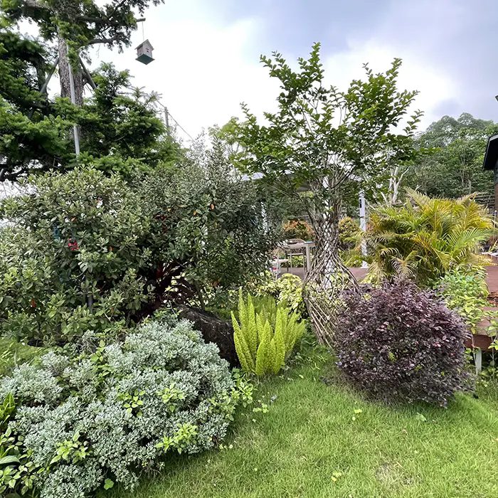 How Does Crape Myrtle Create a Stunning and Low-Maintenance Landscape?