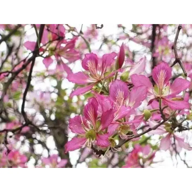 Quomodo potest a Pink Orchid Tree Transformare Indoor and Outdoor Spaces with Last Beauty? Quomodo potest a Pink Orchid Tree Transformare Indoor and Outdoor Spaces with Last Beauty?