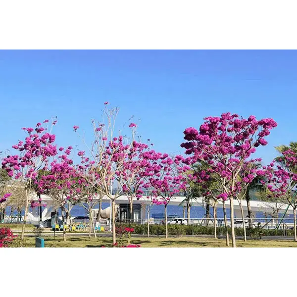 What Makes Purple Trumpet Tree an Ideal Choice for Stunning Landscape Projects? What Makes Purple Trumpet Tree an Ideal Choice for Stunning Landscape Projects?