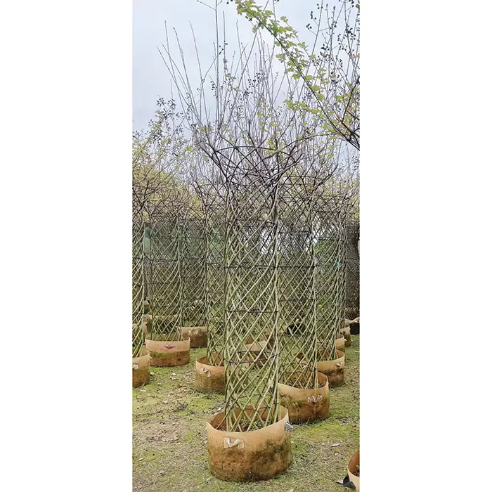 Crape myrtus Bonsai Tree