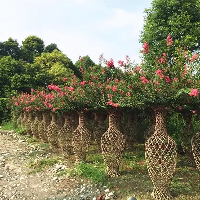 Crape myrtus Street arbores