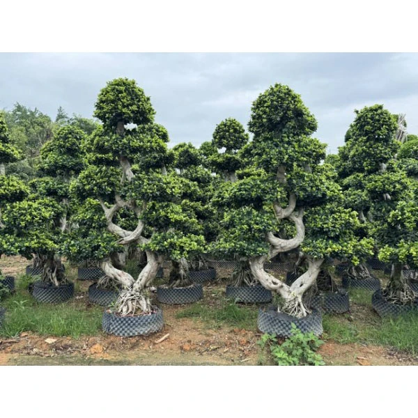 Ficus Microcarpa Street Arbores