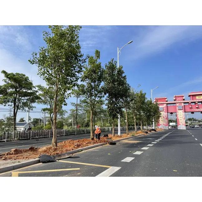 Ficus Religiosa Street Arbores