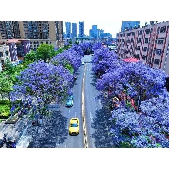 Jacaranda Bonsai Tree