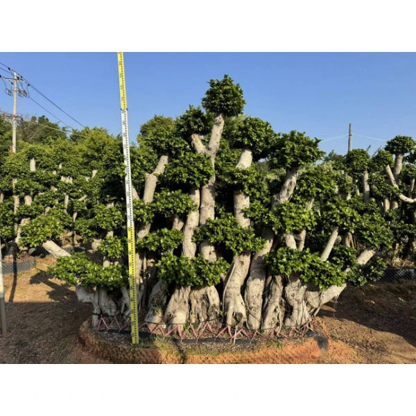 Specimen Ficus