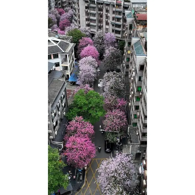 Specimen Pink Orchid Tree
