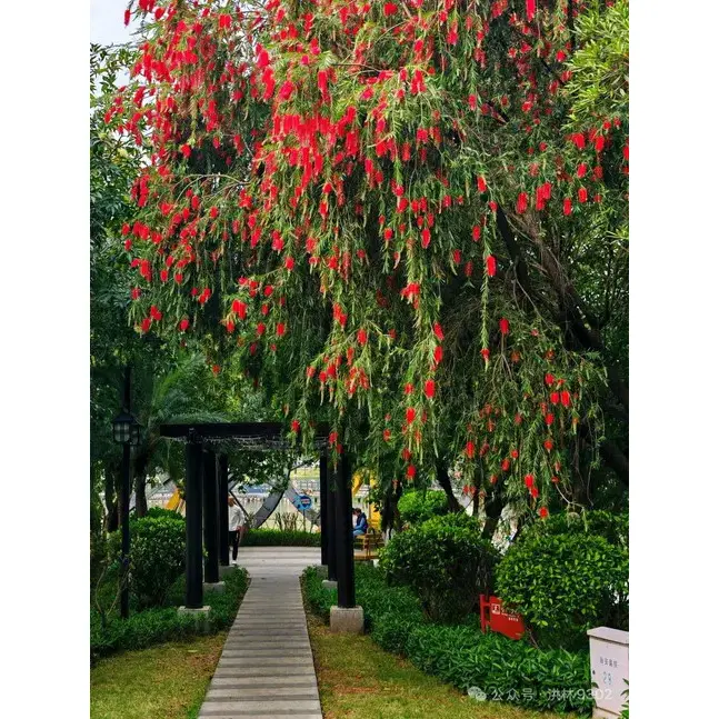Specimen Fletus Bottlebrush Tree