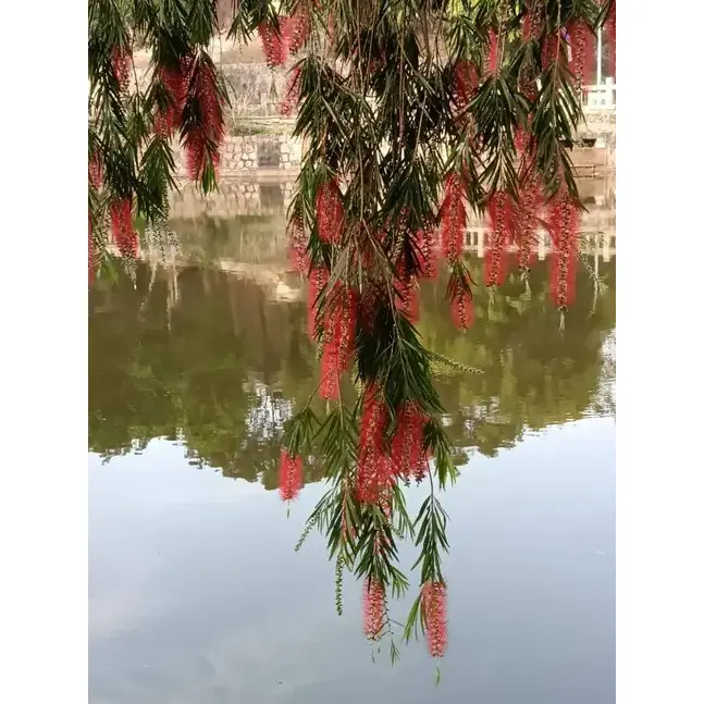 Flens Bottlebrush Street Trees